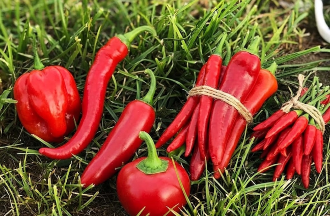Health Benefits of Red Chilli in Daily Meals explained with simple, practical tips, capsaicin insights, and a Spice Bridge spotlight for everyday Indian cooking.