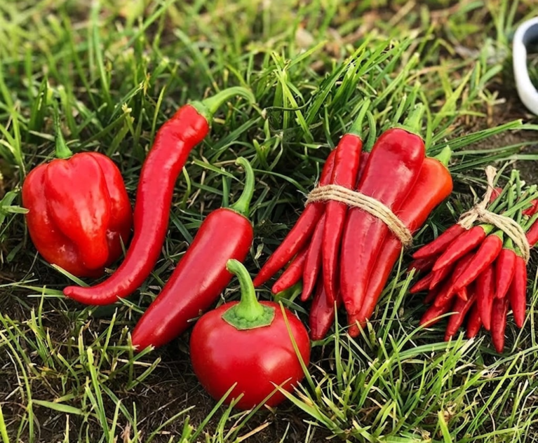 Health Benefits of Red Chilli in Daily Meals explained with simple, practical tips, capsaicin insights, and a Spice Bridge spotlight for everyday Indian cooking.