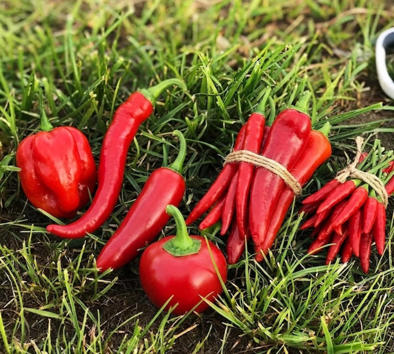 Health Benefits of Red Chilli in Daily Meals explained with simple, practical tips, capsaicin insights, and a Spice Bridge spotlight for everyday Indian cooking.