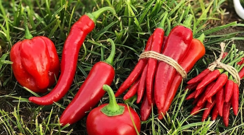 Health Benefits of Red Chilli in Daily Meals explained with simple, practical tips, capsaicin insights, and a Spice Bridge spotlight for everyday Indian cooking.