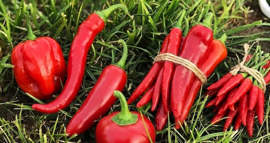 Health Benefits of Red Chilli in Daily Meals explained with simple, practical tips, capsaicin insights, and a Spice Bridge spotlight for everyday Indian cooking.